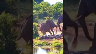 Elephant Gets Bitten by Crocodile While Drinking 😧 [upl. by Davidde823]