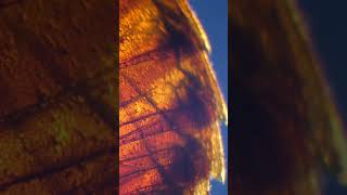 Amber found in Antarctica reveals ancient rainforest [upl. by Beghtol959]