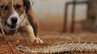 A Puff Adder Swallowing a Rat Is Something You Cant Unsee [upl. by Anyd]