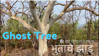 GhostTreeSterculia urens 👻 भुत्याचे झाड🧐wildlifeworldrammundhe2020 [upl. by Lav]