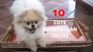 10 Cute Pomeranian Tricks [upl. by Cheney]