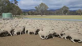 Blairgowrie PS Lambs A 341Kg x 740 Mount View [upl. by Akilaz]