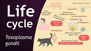 Life Cycle of Toxoplasma gondii  Parasitology  Basic Science Series [upl. by Hsitirb]