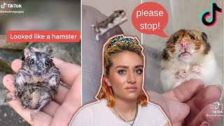 TikTokers Abuse Hamsters For Views [upl. by Fairley]