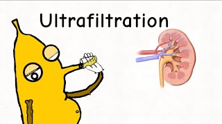 Ultrafiltration  Urine formation amp ultrafiltration [upl. by Ziza956]