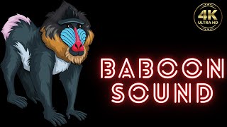 baboon sound  baboon sounds  baboon sound effect  male baboon sound  baboon call sound [upl. by Ahsemo]