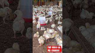 Rapid Broilers Chicken Growth Organically❤️shorts farmafric [upl. by Emixam]