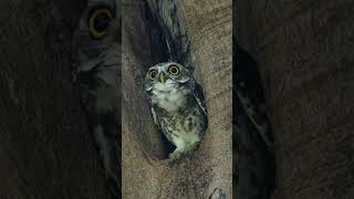 Spotted Owl Sounds  Strix occidentalis Sounds shorts owlsounds [upl. by Anagrom11]