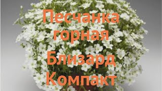 Песчанка горная Близард Компакт 🌿 обзор как сажать саженцы песчанки Близард Компакт [upl. by Aramoj251]