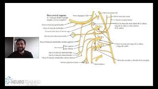 ANATOMIA PLEXO CERVICAL [upl. by Irrok552]