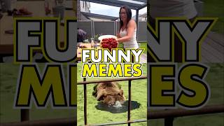 FUNNY MEMES 🤣 Daily Funny Videos pt241 [upl. by Wendall]