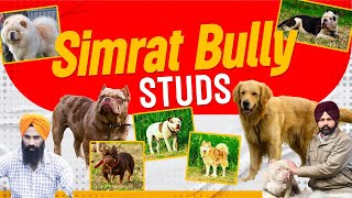 Meet All Our Stunning Stud Dogs at Simrat Bully Kennel [upl. by Apgar307]