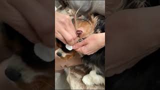 How To Use the WildWash Ear Cleanser for Dogs [upl. by Airebma]