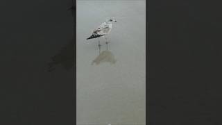 Ring Billed Gull at Hilton Head Island beach nature [upl. by Airet]