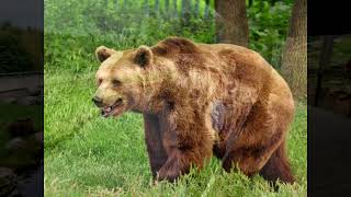 Ursus arctos arctos — європейський бурий ведмідь  Eurasian brown bear [upl. by Marva]