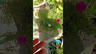 Flower plant ☘️ gardening fertilizer gardeningtips gardengyan garden shortsfeeds [upl. by Henni]