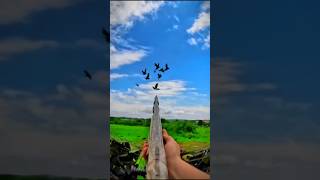 Crows Outsmarting Their Prey hunting crowhunt pigeonhunt crow crowcalls birdhunt archery [upl. by Nedac]