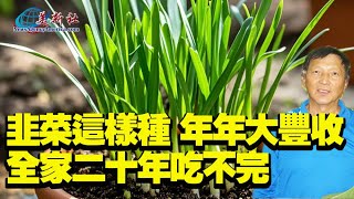 韭菜這樣種，年年大豐收，全家20年吃不完！ [upl. by Nallij412]