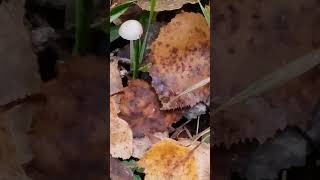 Tiny white fungi rising in the middle of lightly frozen autumn leaves [upl. by Knick916]