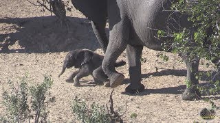 Cute Baby Elephants Climbing A River Bank [upl. by Aseeral]