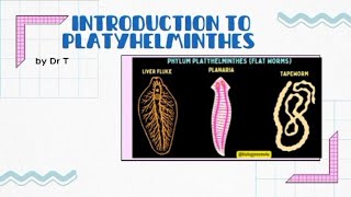 Introduction to platyhelminthes flatworms [upl. by Ynnattirb713]