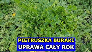 Uprawa Pietruszki Buraków PRZEZ CAŁY ROK Marchew Seler Pietruszka Zbiory Całoroczne infouprawa [upl. by Tuinenga674]