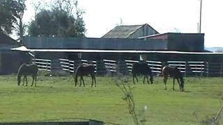 How a Horse sees the Wind  Herd Behavior amp Dynamics of Wind  Rick Gore Horsemanship [upl. by Mathe]