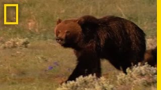 Grizzly Bears vs Wolves in Yellowstone  National Geographic [upl. by Pallaton374]