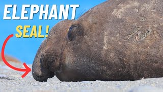 Marine Wonders Elephant Seal [upl. by Einaoj]