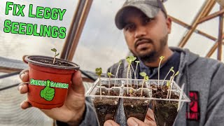 How to Fix Leggy Seedlings  Fast amp Easy Way [upl. by Deerdre277]