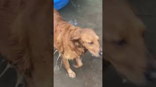 Quick Splash and Go for Golden Retriever dog goldenretriverclub doglife [upl. by Sucramd]