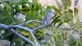 European serin serinus serinus σκαρθακι σκαρθι [upl. by Haneeja]