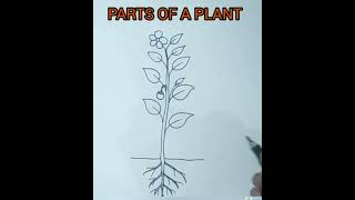 How to draw parts of a planthow to draw a plant [upl. by Sher656]