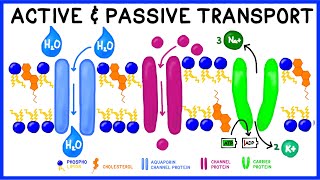 Active vs Passive Transport Compare and Contrast [upl. by Saiasi]