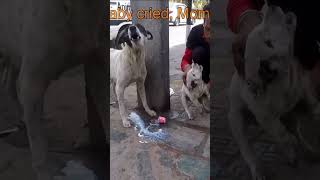 Heartbreaking Moment Mom Cries Over Injured Puppy on Road rescuedoglove pets dogrescuestories [upl. by Romain]