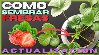 🍓 Como SEMBRAR FRESAS en CASA 🍓🌱 Parte 3 [upl. by Naelcm]