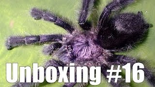 Tartan Tarantulas Unboxing 16 quotAvicularia purpureaquot [upl. by Nolad]