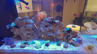 1129 Nano Reef Tank Update Time Lapse Part 2 [upl. by Bud]