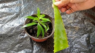 🌱Un Sencillo Truco Para Poder Cultivar Cualquier Planta esquejes [upl. by Ikciv]