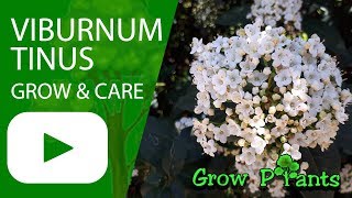 Viburnum tinus  Laurustinus [upl. by Ingrim624]