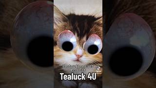 Protruding Eyes Me amp Cat Tiktok Filter Effect catfilter funnyfilter funnyfilters [upl. by Airoled]