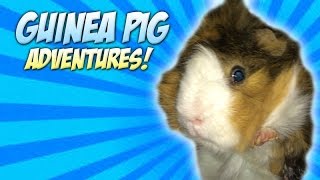 Guinea pig Date Night Guniea Pig Mating Sounds [upl. by Pfaff]