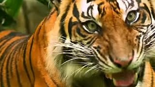 TIGER IS ROAMING telangana NIRMAL ASIFABADKILLED 1 WOMAN1 FARMER INJURE subscribeNEELAMNOORVLOGS [upl. by Akehsyt555]