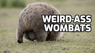 The Interesting End of the Wombat  HowFascinating ep48 [upl. by Aikram981]