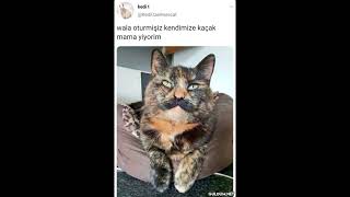 komik kediler kedi twitter dublaj komik cat [upl. by Kamilah]