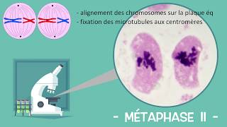 Les étapes de la méiose  Sous mon microscope Réforme lycée [upl. by Adnahsor632]