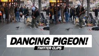 Pigeon Dances With A Street Singer Robin Thicke’s  Blurred Lines [upl. by Sadnak138]