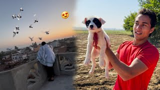 Ya Dog Nhi Mil Raha Or Kabooter K Par Cut Diya [upl. by Berneta709]