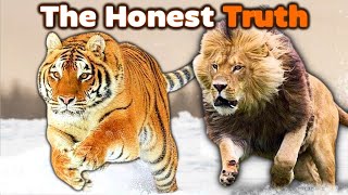 SIBERIAN TIGER vs LION  The Honest Truth [upl. by Lamberto]