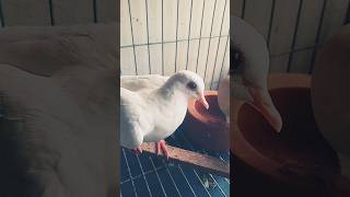 Nervous Australian Doves shorts dove birds pets [upl. by Rina49]